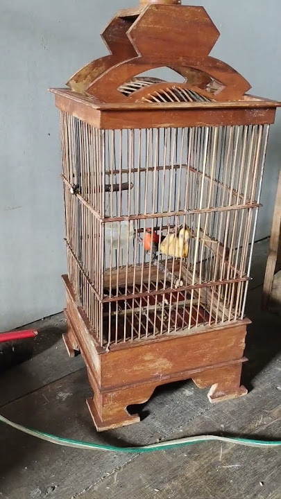 BURUNG CABE CABEAN #kicaumania #cabecabean #burung #shortvideo #shorts