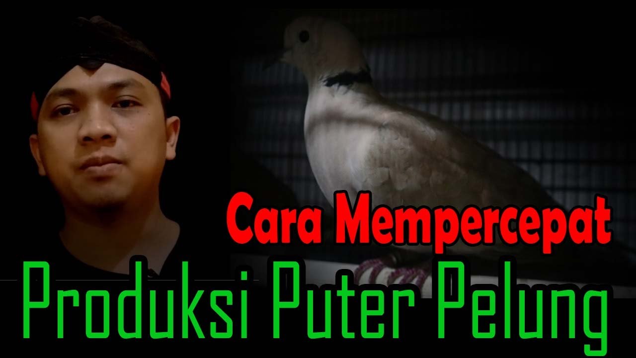 Cara mempercepat produksi puter pelung : belajar ternak 