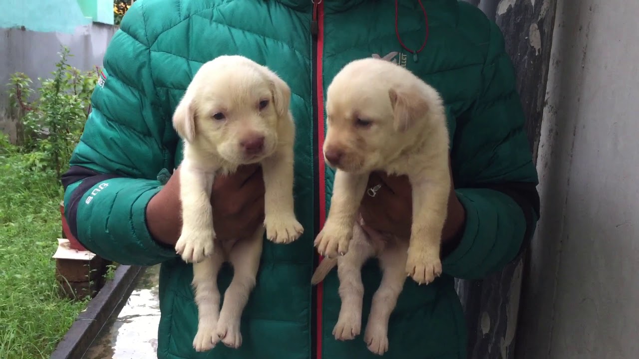 Dogs sale in Visakhapatnam 9676744814 YouTube