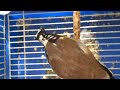 اروع و اجمل تغريد حسون وداني رائع جدا Chardonnerert Chant تغريد الحسون مقنين خلوي اروع و اجمل تغريد حسون وداني رائع جدا Chardonnerert Chant تغريد الحسون مقنين خلوي
