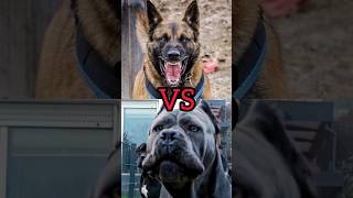 German Shepherd VS Cone Corso #youtubeshorts #viral