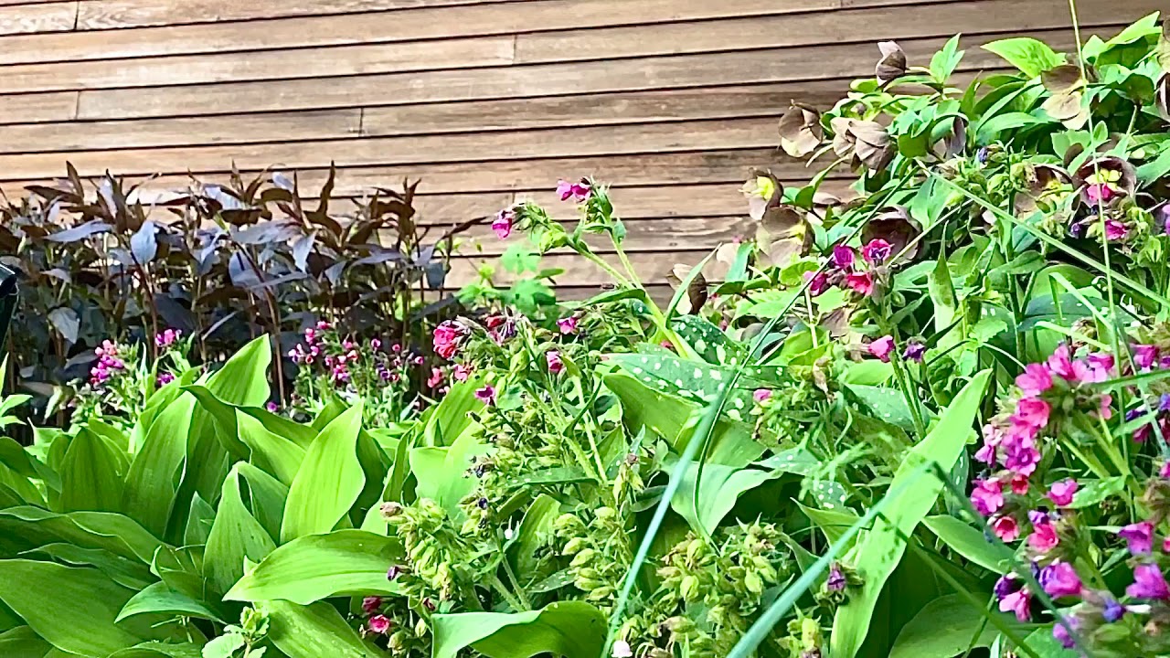 Shade Garden Hummingbird Slo-Mo