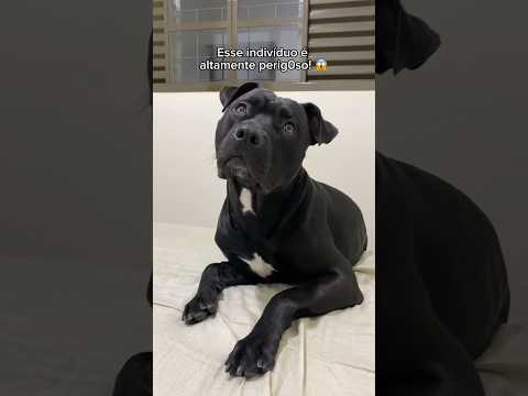 Vídeo: Não Petting, por favor: Fale para o seu cão