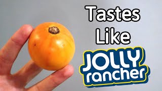 Trying a RARE Tomato Relative That Tastes Like CANDY! (Solanum Pachyandrum)  Weird Fruit Explorer