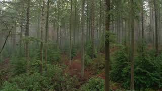 Misty Pine Forest Drone footage 3