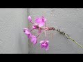 Orchid flower | Orchidaceae