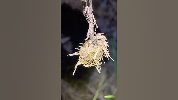 Bọ cánh cứng #short #shorts