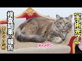 キャメロン 手術完了と検査結果のご報告