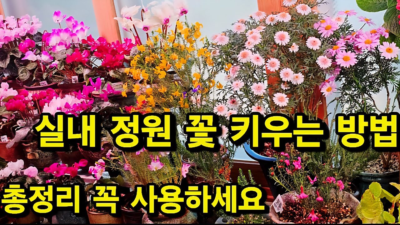 거실에서 화원보다 잘 키우는 방법 #초연초 #시클라멘 #목마가렛 모르면 떠나갑니다