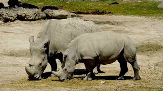 Exploring the Enigmatic Javan Rhino 10 Fascinating Facts