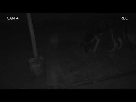 Can Dogs See in the Dark? Dog's Night Vision any Better than Humans? | Puppy Night Sight Test