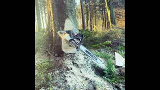 Cutting and wedging over a back weighted tree.