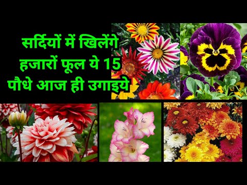वीडियो: जोन 6 शीतकालीन फूल - जोन 6 गार्डन में बढ़ते शीतकालीन खिलने वाले फूल