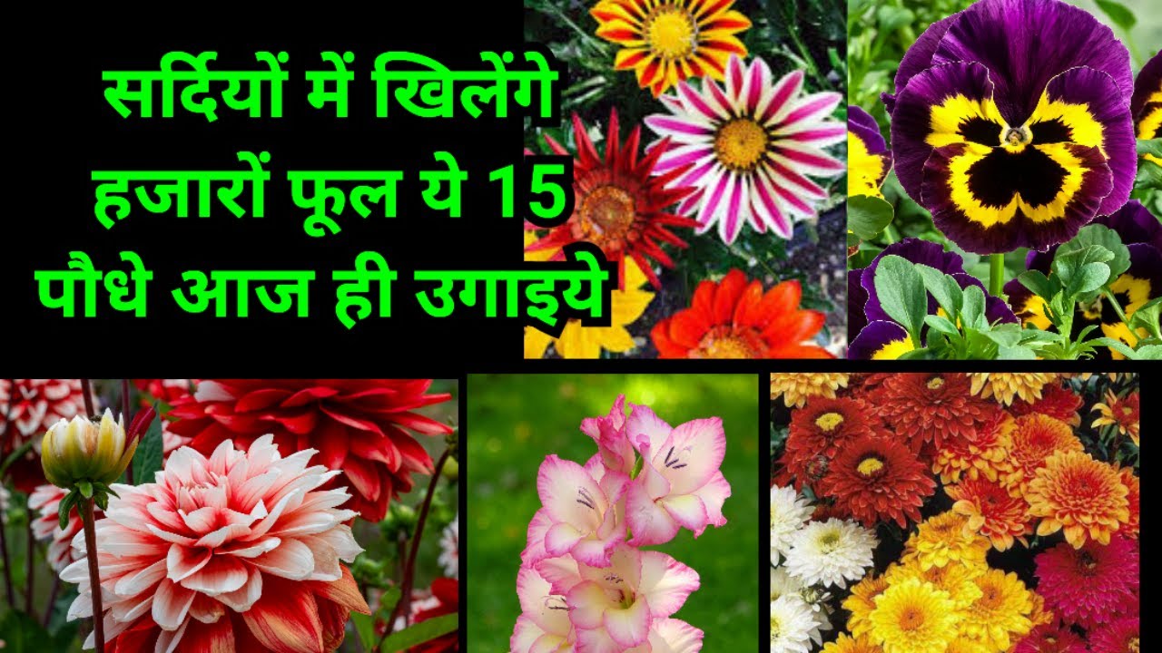 हजारों फूल देने वाले ये 15 पौधे सर्दियों में ज़रूर लगाइये | Top 15 Winter Flowering Plants