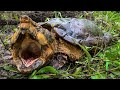 Biologists Found A 100-Pound Alligator Snapping Turtle That Would Easily Whoop A Shark’s Ass In A Fight