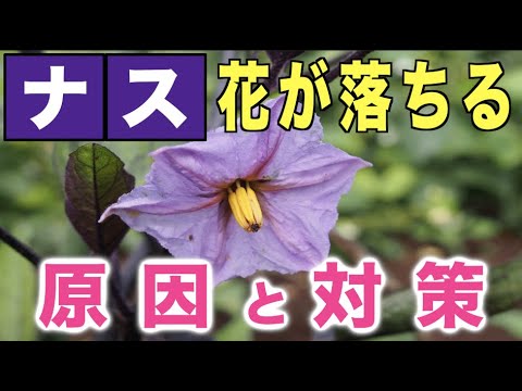 ナスの花が落ちる 原因と対策 Youtube