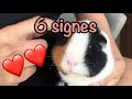 6 signes qui montrent que votre cochon dinde vous aime