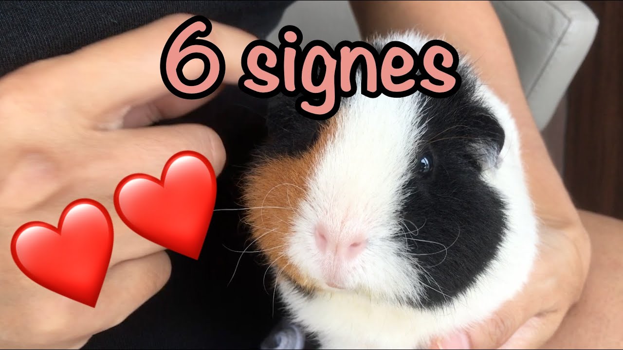 6 Signes Qui Montrent Que Votre Cochon D Inde Vous Aime Youtube 6 Signes Qui Montrent Que Votre Cochon D Inde Vous Aime Youtube