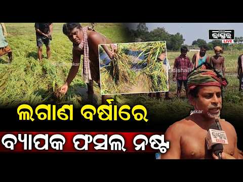 ଲଗାଣ ବର୍ଷା ଭାଙ୍ଗିଦେଲା ଚାଷୀଙ୍କ ଅଣ୍ଟା, ବ୍ୟାପକ ଧାନ ଫସଲ ନଷ୍ଟ ଚିନ୍ତାରେ ଚାଷୀ କୂଳ |