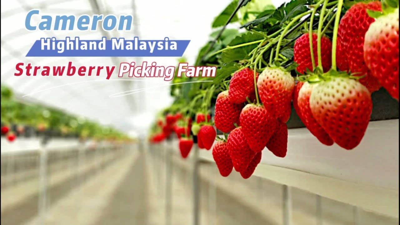 CAMERON HIGHLAND BIGGEST STRAWBERRY FARM ( BIG RED STRAWBERRY AND RAAJU'S HILLS ) VLOG68