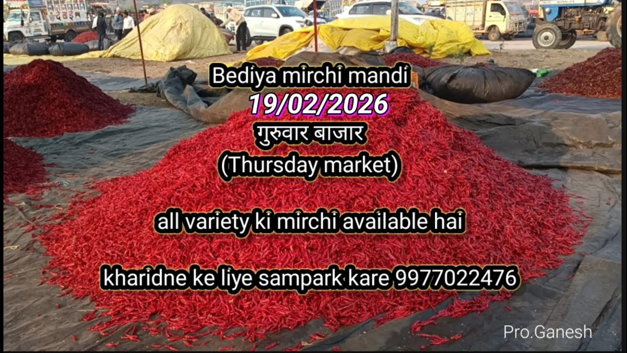 BEDIYA mirchi mandi 🌶️ cont.9977022476 #video #viral #trending #redchilli #food #adivasisong 