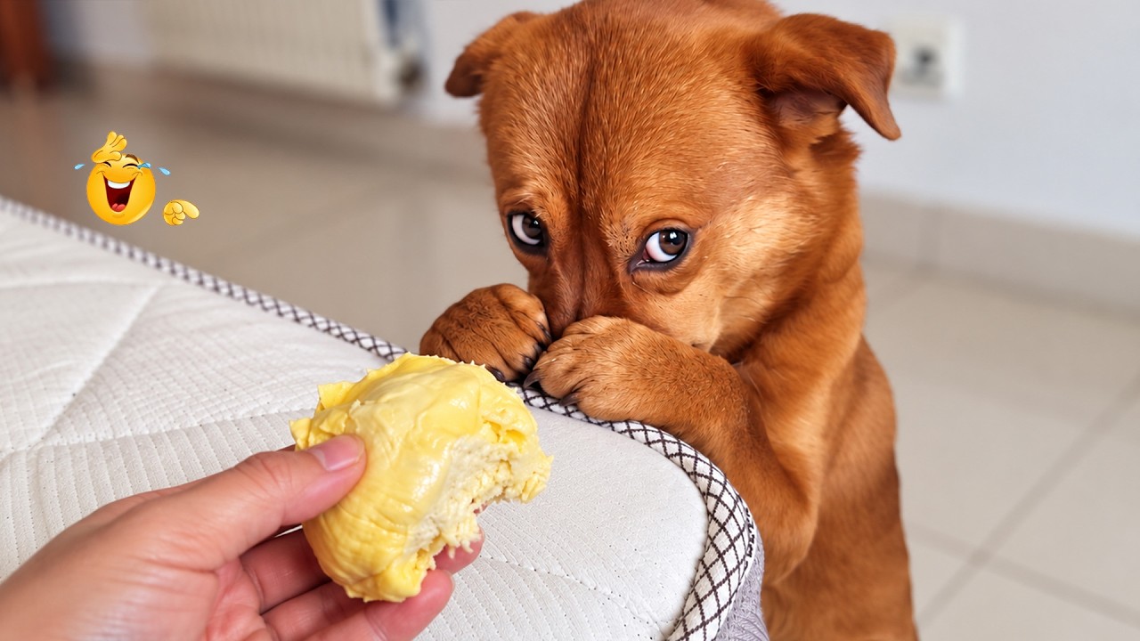 These Funny Dogs Had Me CRYING 😂 Their Reactions Are PRICELESS!
