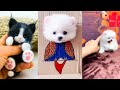 Funny and Cute Dog Pomeranian 😍🐶| Funny Puppy Videos #366