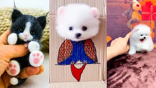 Funny and Cute Dog Pomeranian 😍🐶| Funny Puppy Videos #366