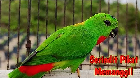 Serindit Pikat Memanggil Lawan di Hutan