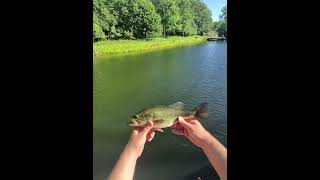Bass can't resist this Bait! | StewartFishing #stewartfishing #bassfishing #largemouthbass