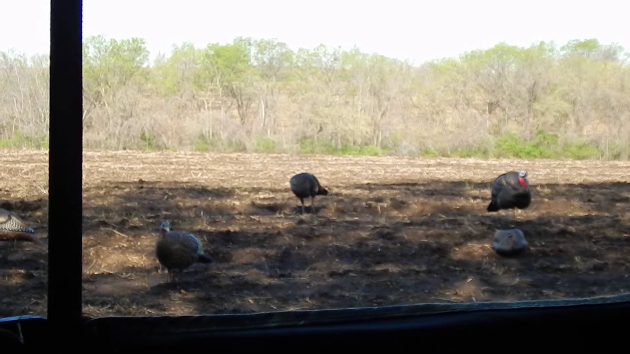 Missouri Turkey Hunting 2014 - Video #2 