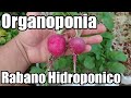 Cultivo de Rábano en Hidropónica Orgánica Casera || Hidroponía || Organoponia || Bananafabric