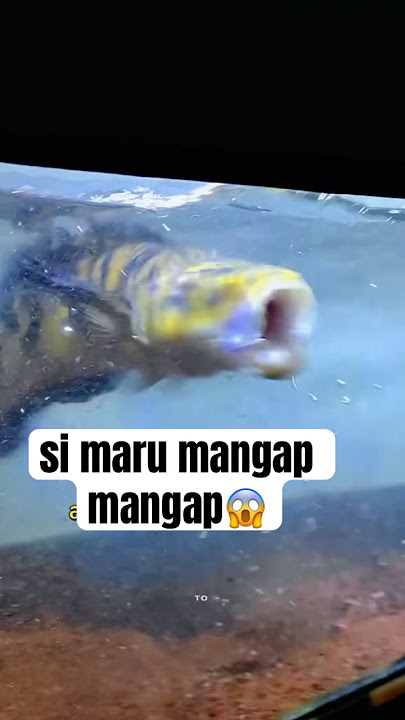 si maru jumbo mangap mangap #channa #beranda #ikan #limbata #maru #shorts #maruys #channalimbata
