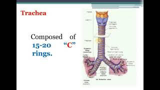 Thorax and Lung Health Assessment