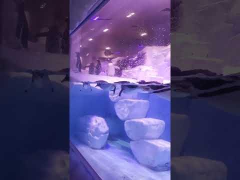 Penguins Swimming, Underwater Zoo, Dubai
