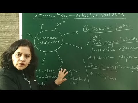 #പരിണാമം,#അഡാപ്റ്റീവ് റേഡിയേഷൻ.അഡാപ്റ്റീവ് റേഡിയേഷൻ- ഡാർവിന്റെ ഫിഞ്ചുകളും ഓസ്‌ട്രേലിയൻ മാർസുപിയലുകളും.