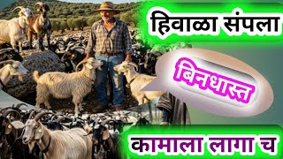 हवळ सपल, कमल लग Goat Farming Maharashtra Osmanabadi Goat Farm Arvee Goat Farm