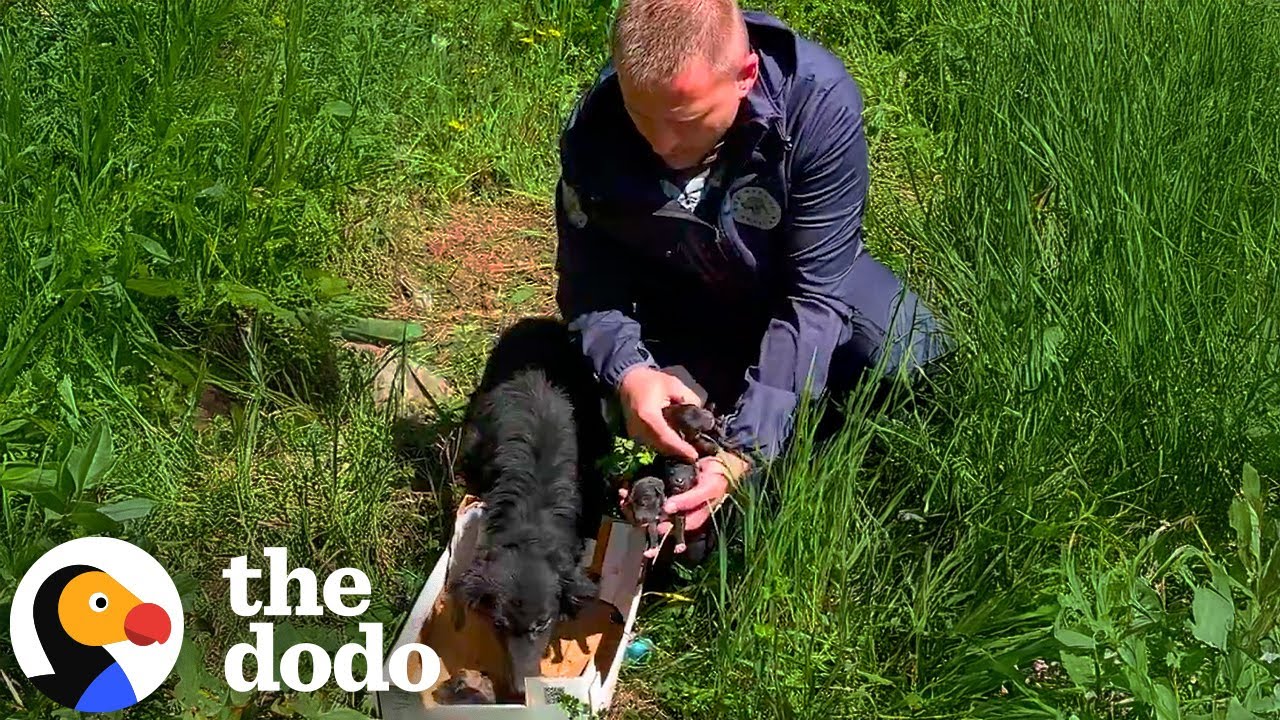 Mama Dog Dumped With Her Puppies On The Side Of The Road Gets Rescued ...