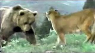 Brown Bear vs. Mountain Lion (Full Fight)