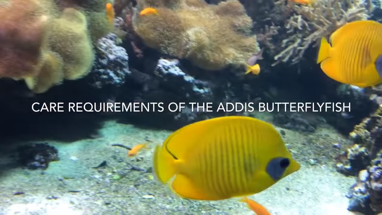 Addis Butterflyfish care (Chaetodon semilarvatus)