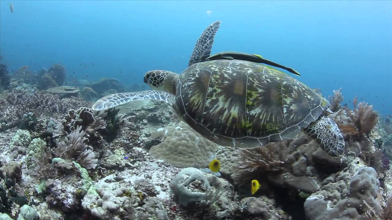 Raja Ampat 2015 VDO by ALEX LINDBLOOM 