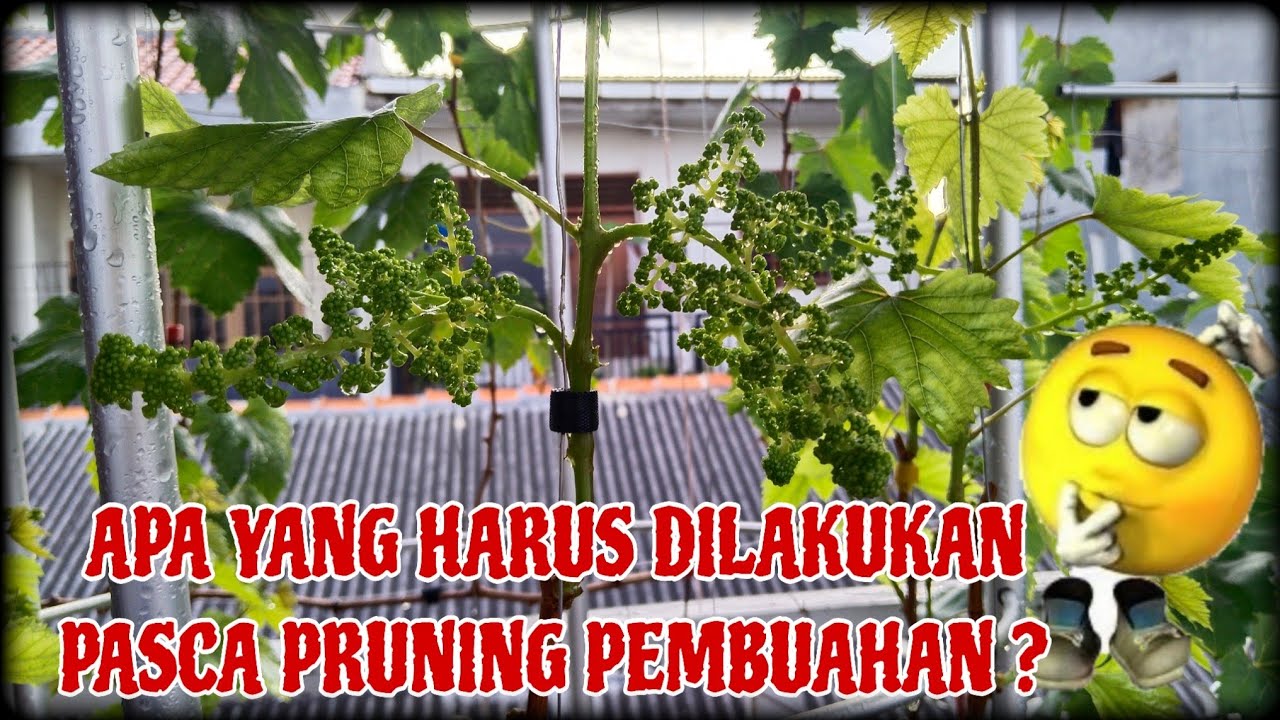 Perawatan Setelah Pruning Pembuahan Anggur