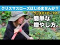 【園芸初心者でもできる】高級品種「クリスマスローズ」の超簡単な増やし方。