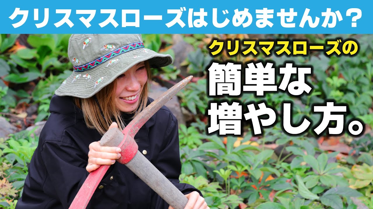 【園芸初心者でもできる】高級品種「クリスマスローズ」の超簡単な増やし方。