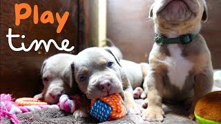 4 week old puppies get toys for the first time!