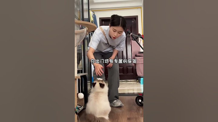 今天撸一只妖娆的恶霸猫，怎么感觉比妲己还撩人呢，不过...打起人来可是一点也不含糊！ #狗狗#宠物#萌宠#狗狗#动物#animals