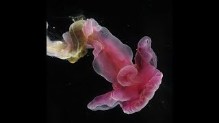 Außergewöhnlichsten Kreaturen In Der Tiefsee Dokuhd