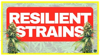 5 EASY STRAINS TO GROW (FOR BEGINNERS & ADVANCED GROWERS)