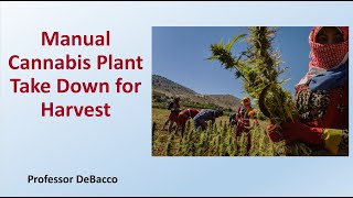 Manual Cannabis Plant Take Down for Harvest