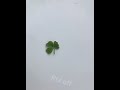4 Leaf Clover Rtx mp3